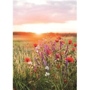 wenskaart Zonsopkomst bloemen